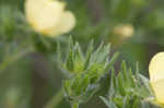 Sulphur cinquefoil